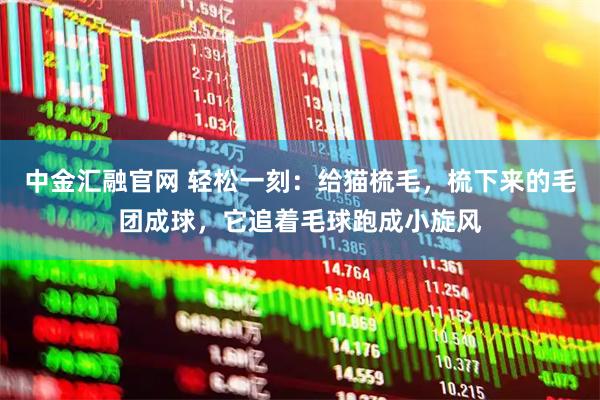 中金汇融官网 轻松一刻：给猫梳毛，梳下来的毛团成球，它追着毛球跑成小旋风